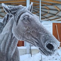 Frosty Horse